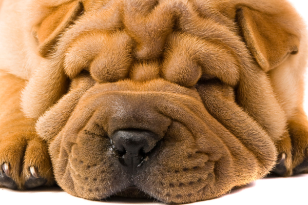 Kobido : le lifting japonais anti-âge du visage